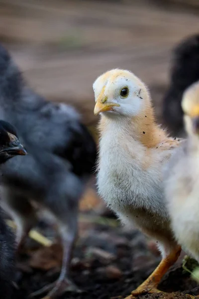 Een Verticale Close Van Een Schattig Kuiken Buiten — Stockfoto