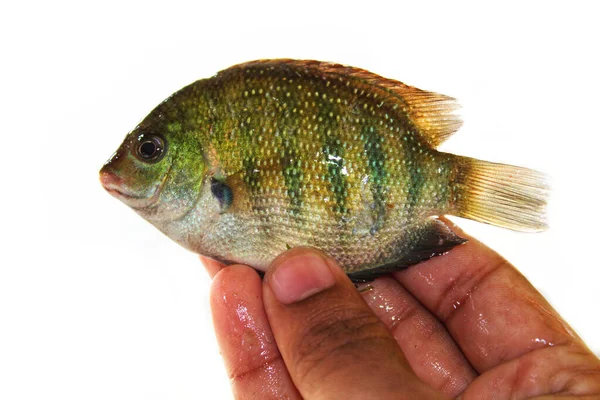 Mão Uma Pessoa Segurando Pequenos Peixes Isolados Fundo Branco — Fotografia de Stock