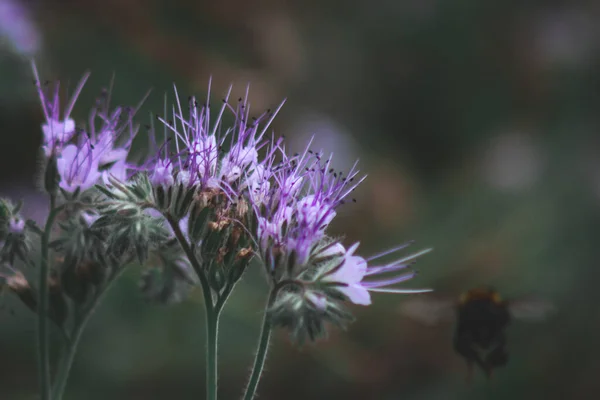 Selektivní Zaměření Krajky Phacelia Květy Rozmazaném Pozadí — Stock fotografie