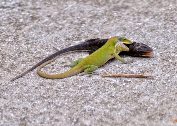 两只打斗的绿色和黑色小蜥蜴 — 图库照片