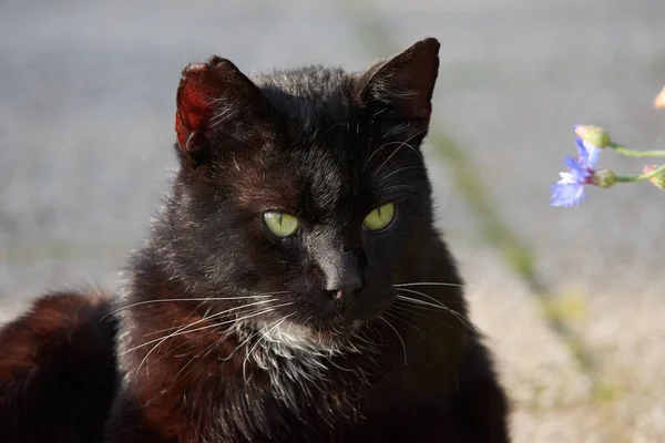 横に見える黒い猫の選択的フォーカスショット — ストック写真