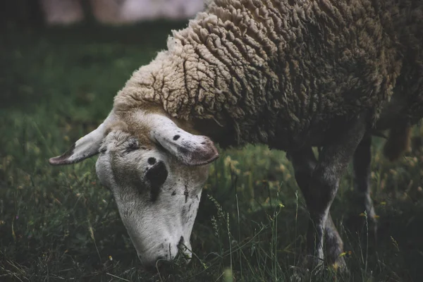 Een Close Shot Van Een Schaap Grazen Een Veld — Stockfoto