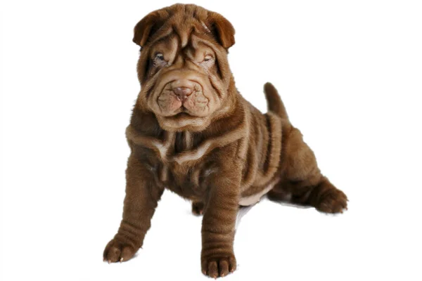 Beyaz Arka Planda Kahverengi Bir Shar Pei Köpeğinin Şirin Bir — Stok fotoğraf