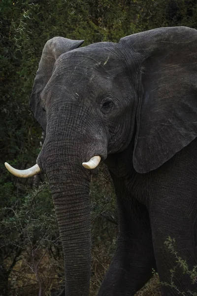 Vertikální Záběr Slona Svém Stanovišti Safari Okavanze Deltě Botswaně — Stock fotografie