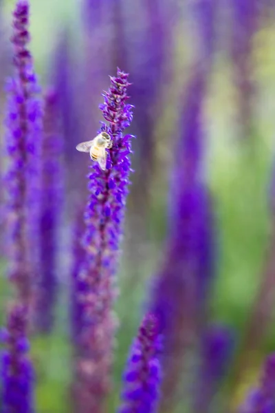 一只蜜蜂在田野里一朵美丽的紫色鼠尾草花上的特写 — 图库照片