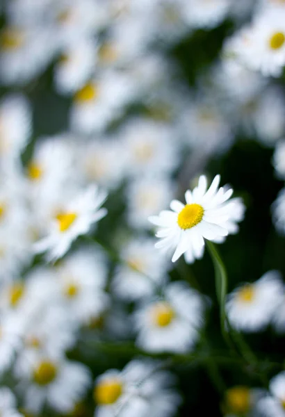 Colpo Verticale Piccole Camomille Campo — Foto Stock