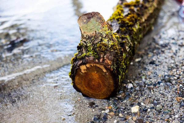 Tronco Madera Cubierto Con Musgo Verde Coas — Foto de Stock