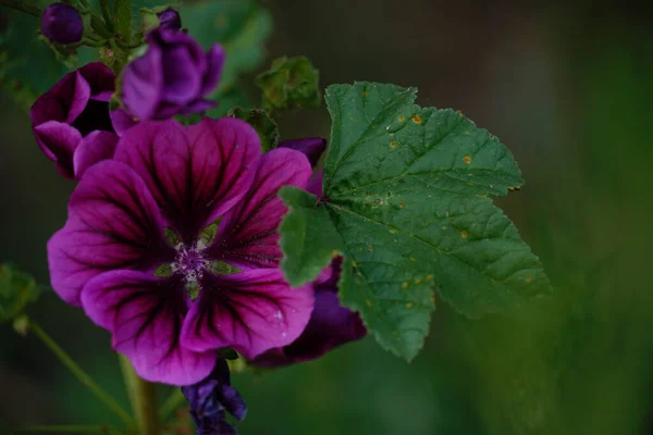 Selective Focus Blossomed Beautiful Purple Mallow Flower Garden — Stock Photo, Image