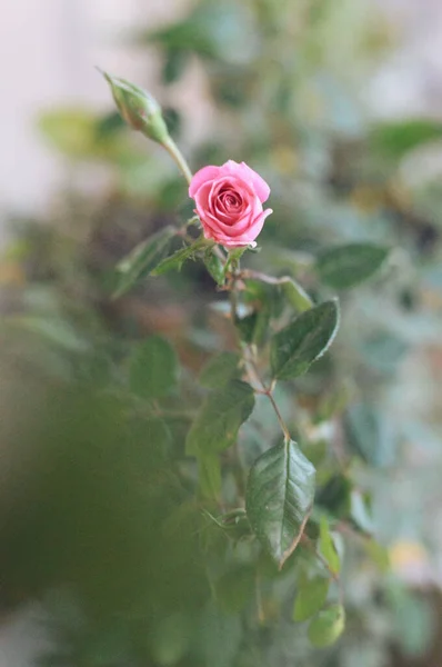 Вертикальний Знімок Квітучої Рожевої Троянди Чагарнику — стокове фото