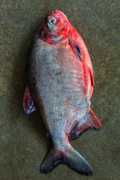 Tiro Vertical Peixe Fresco Mercado Frutos Mar — Fotografia de Stock