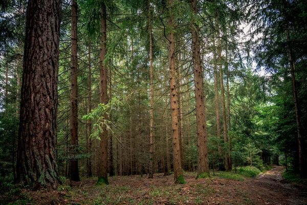 Les Grands Pins Côté Sentier Dans Forêt Bavaroise — Photo