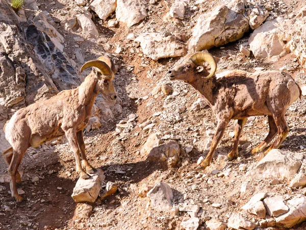 Due Montoni Bighorn Sulla Zona Rocciosa Sotto Luce Del Sole — Foto Stock