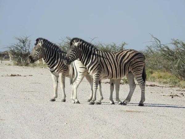 Zebre Sul Campo — Foto Stock