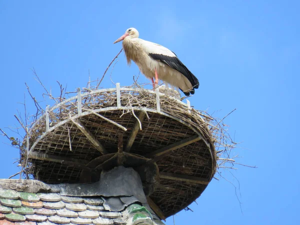 Ein Tiefflug Von Einem Weißstorch Einem Nest Vor Blauem Himmel — Stockfoto
