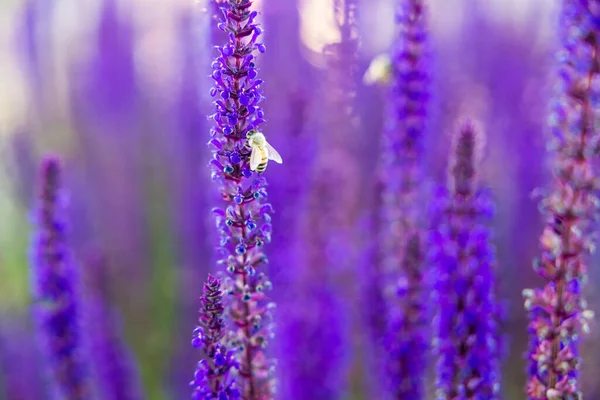 Schöne Gelbe Bienen Auf Einer Violetten Lavendelpflanze — Stockfoto