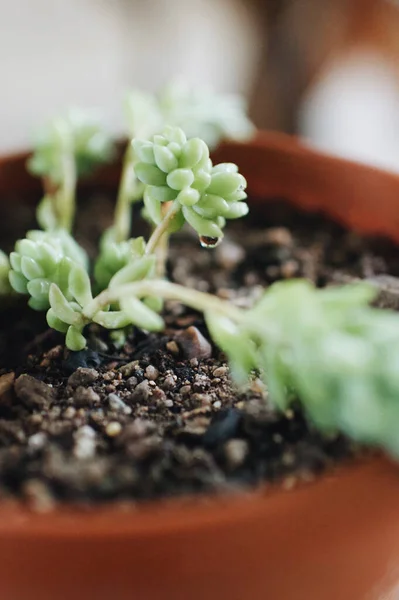 Close Vertical Plantas Suculentas Verdes Pote — Fotografia de Stock