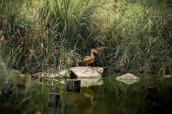 Pato Pousando Uma Rocha Lago Floresta Baviera — Fotografia de Stock