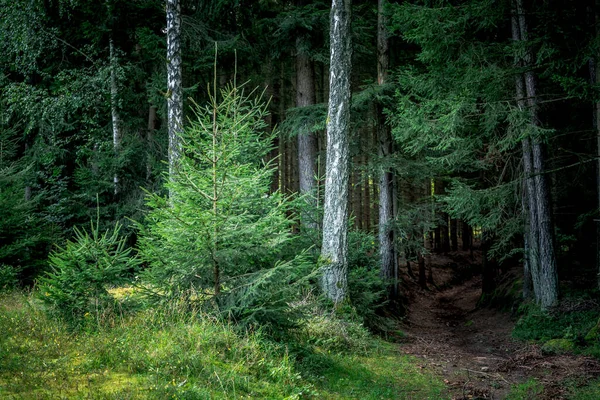 Тропа Окружена Высокими Соснами Растениями Баварском Лесу — стоковое фото