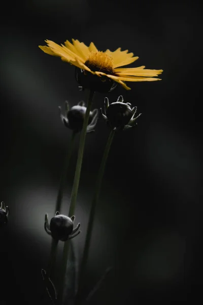 Selective Focus Yellow Basal Leaf Rosinweed Flower Dark Background — Stock Photo, Image