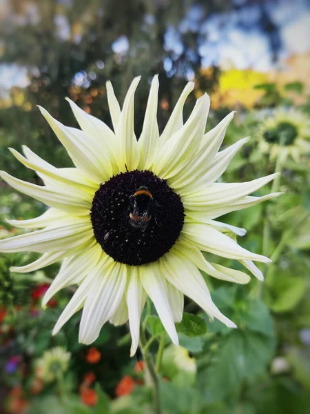 Closeup Bee Pollinating Blossomed Sunflower — Stock Photo, Image