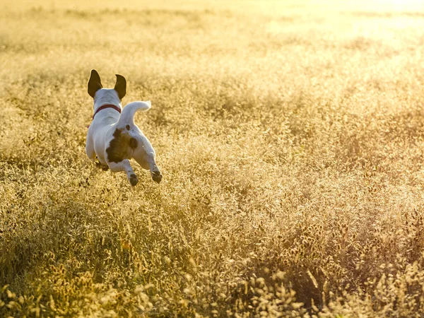 Uroczy Jack Russell Terrier Biegający Słonecznym Wiejskim Polu — Zdjęcie stockowe