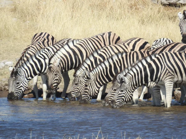 Zebre Che Bevono Acqua — Foto Stock