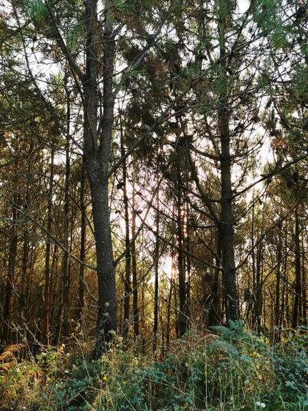 Una Hermosa Vista Los Árboles Altos Cubiertos Verdes Bosque —  Fotos de Stock