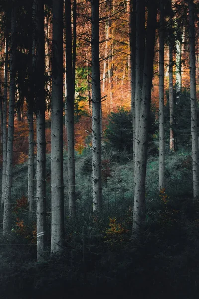 Мальовничий Вид Високі Дерева Лісі Під Час Заходу Сонця — стокове фото