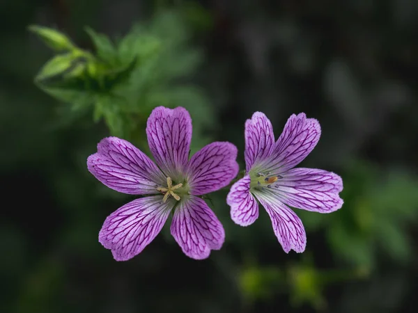 Una Vista Panorámica Las Flores Geranio Púrpura Sobre Fondo Borroso — Foto de Stock