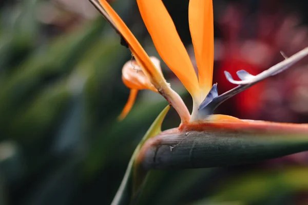 Zbliżenie Ujęcie Ptaka Rajskiego Kwiatu — Zdjęcie stockowe