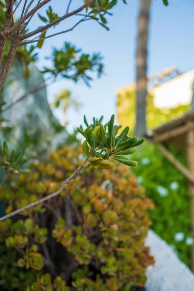 在外面阳光充足的公园里 一缕细枝上的一株绿色植物的垂直照片 — 图库照片
