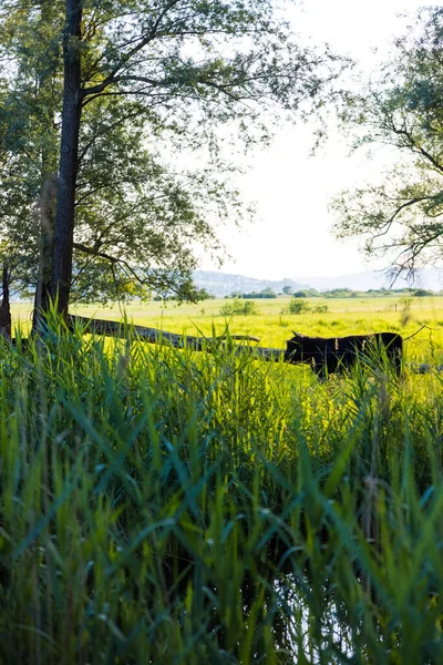 Buffle Dans Champ Travers Herbe — Photo