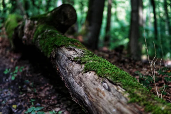 Cut Old Dry Tree Trunk Covered Moss Ground Forest Stock Photo