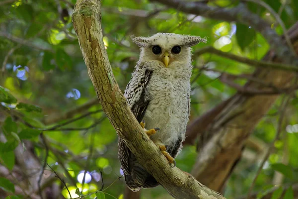 昼間はフクロウ狩りやげっ歯類やじっと見ています 大きなフクロウの目 — ストック写真