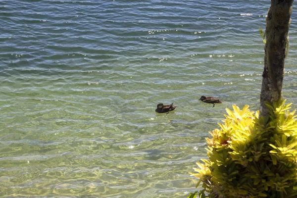 Canards Sur Lac Barrine Sur Atherton Tableland Dans Queensland Australie — Photo