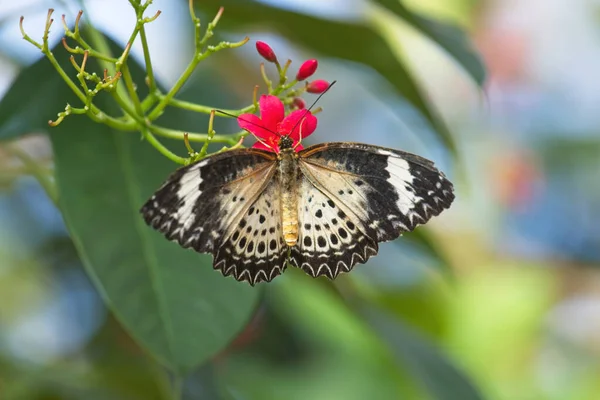 Ein Schwarz Weißer Schmetterling Der Sich Von Einer Roten Blume — Stockfoto