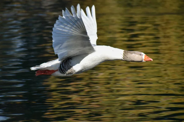 Domestic Goose Anser Anser Domesticus Living Wild Flying Buenos Aires — Stock Photo, Image