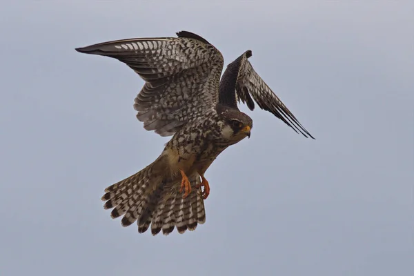 Halcón Pájaro Presa Vuelo Caza Alas Sprea — Foto de Stock