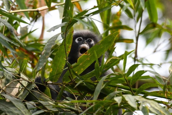 Usta Szeroko Otwarte Dusky Leaf Monkey Trachypithecus Obscurus Endangered Kaeng — Zdjęcie stockowe