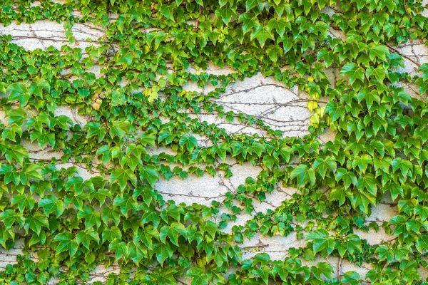 Gran Pared Luz Escasamente Cubierto Hiedra Planta Enredadera Verde Pared —  Fotos de Stock
