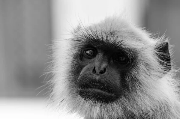 Graustufenporträt Eines Graulangur Einem Zoo Mit Verschwommenem Hintergrund — Stockfoto