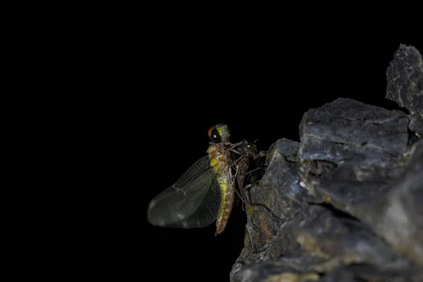 Dragonfly Αναδύεται Από Σκηνή Νύμφη Του Ένα Βράχο Ένα Ρεύμα — Φωτογραφία Αρχείου