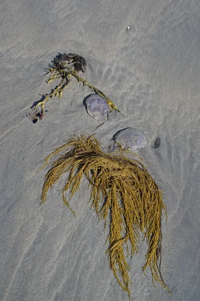 沙滩上的海藻 — 图库照片