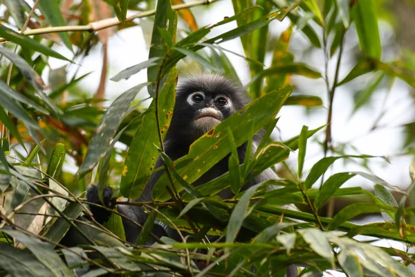 Zoek Bamboe Gebladerte Dusky Leaf Monkey Trachypithecus Obscurus Bedreigd Kaeng — Stockfoto