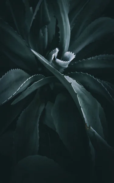Bir Agave Soyut Görüntüsü — Stok fotoğraf