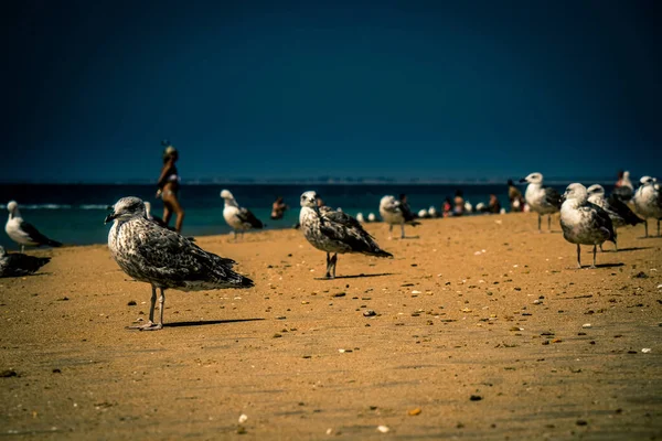 Selectivo Grandes Gaviotas Grises Una Playa Arena — Foto de Stock