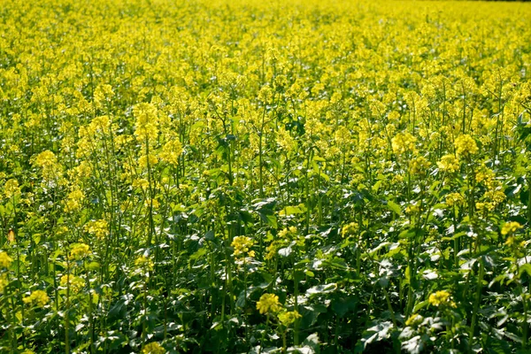 美しい花の菜の花畑 — ストック写真