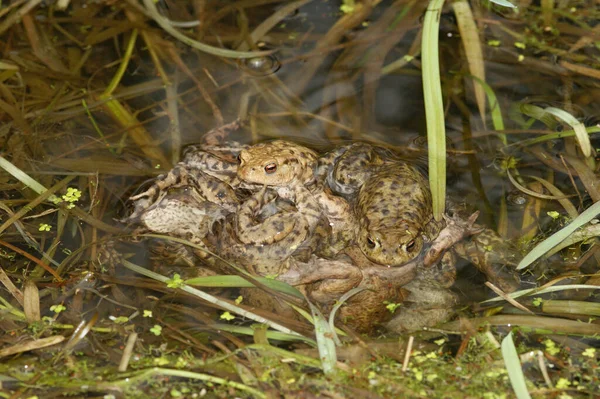 Closeup Aggregation Breeding Group Common European Toad Bufo Bufo Pond — Stock Photo, Image