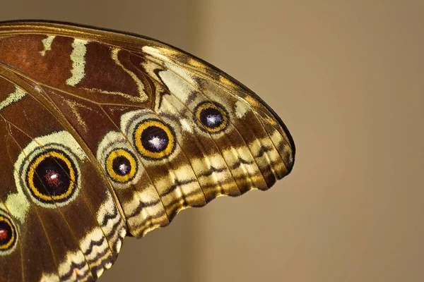 Detailní Záběr Hnědou Stranu Křídla Motýla Blue Morpho — Stock fotografie