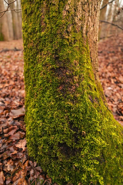 Tronc Arbre Couvert Mousse Dans Forêt — Photo